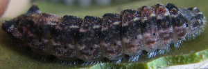 Ogyris iphis iphis - Final Larvae